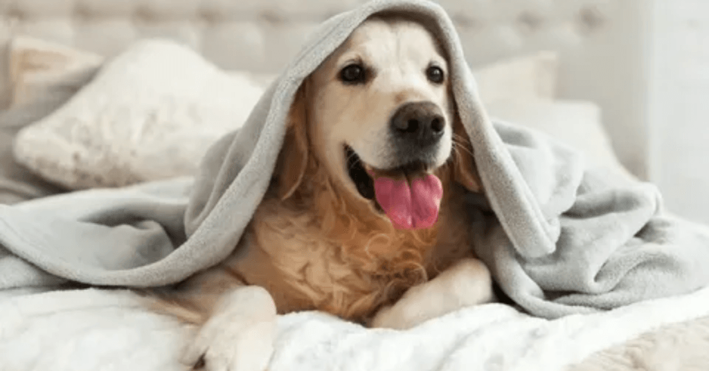 how-to-keep-your-dog-safe-and-warm-in-freezing-winter-temperatures