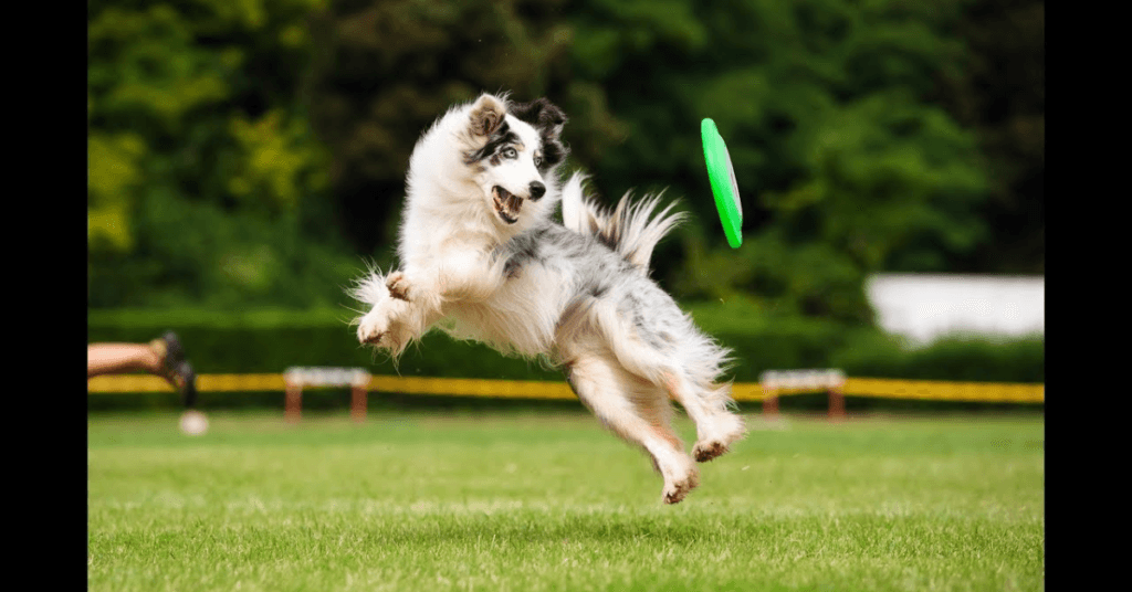 incorporate-regular-exercise-and-playtime