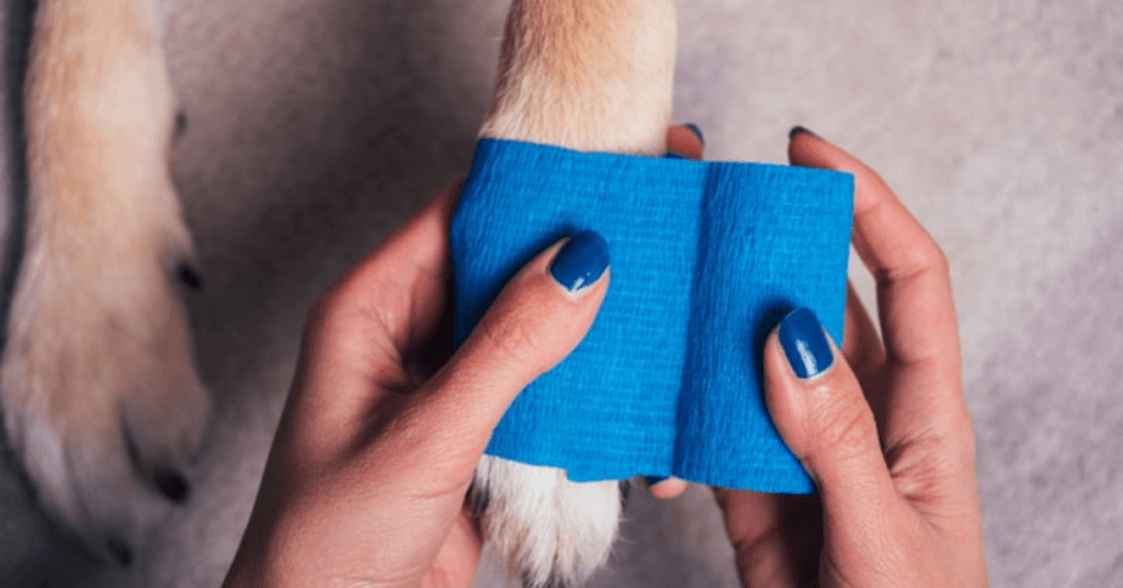 keeping-your-dogs-paws-safe-from-snow-and-ice