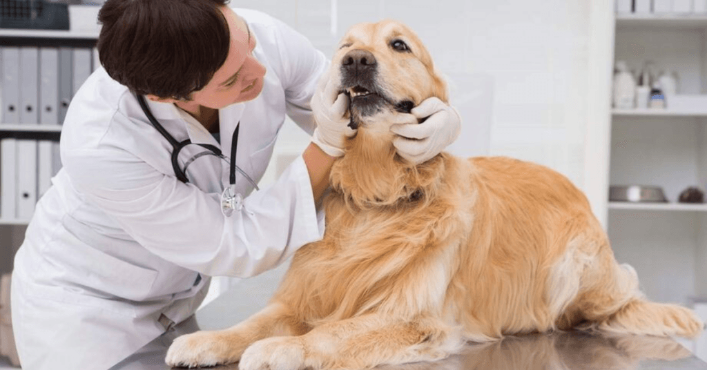 prioritize-dental-health