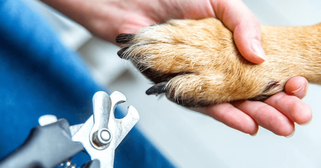 protect-your-dogs-paws-by-cutting-excess-fur