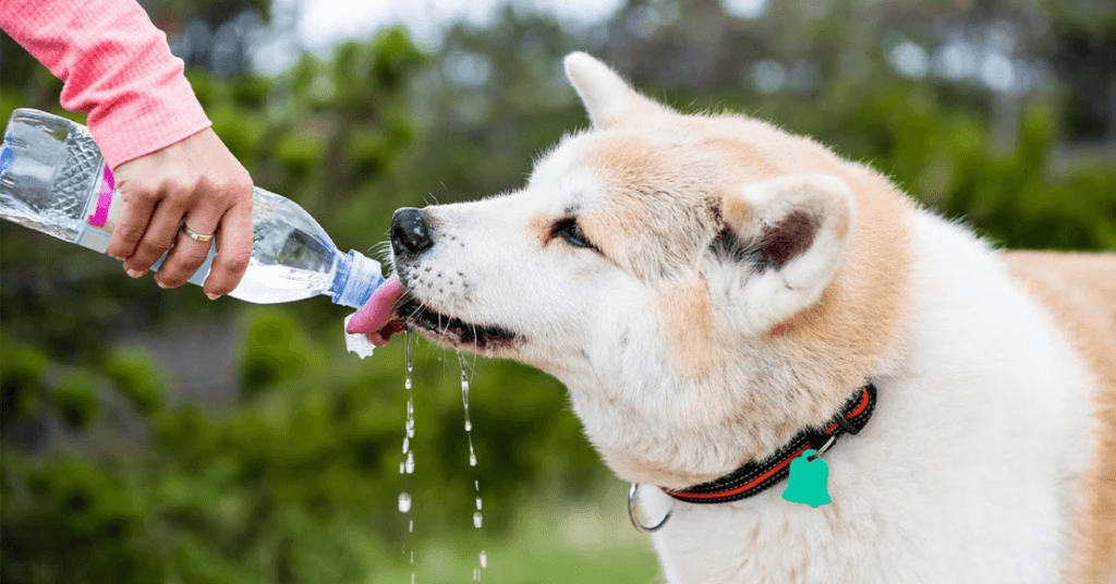 Top 12 Pet-Friendly Resolutions